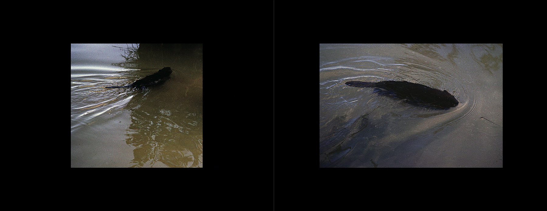 photos from Showers of Midnight Stardust [91]