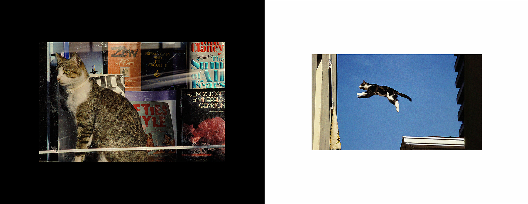 photos from Showers of Midnight Stardust [91]