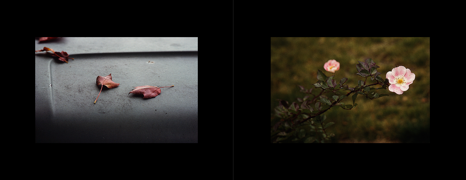 photos from Showers of Midnight Stardust [91]