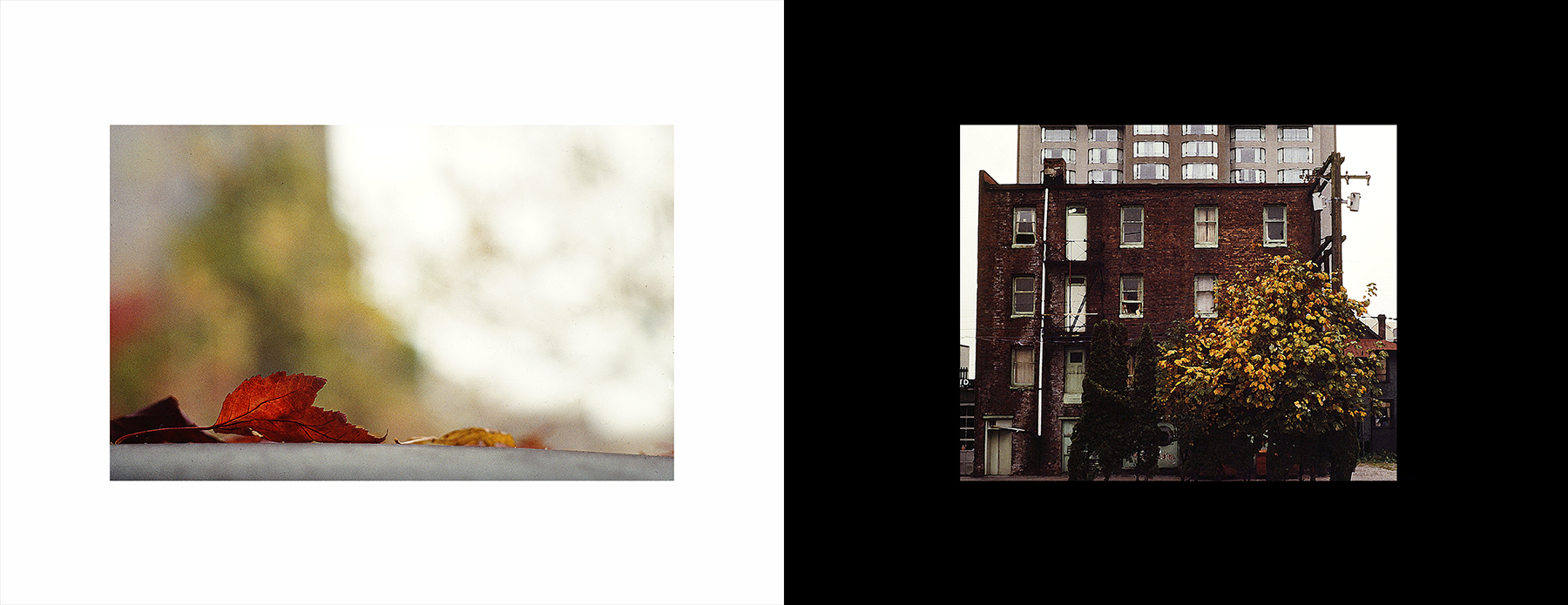 photos from Showers of Midnight Stardust [91]