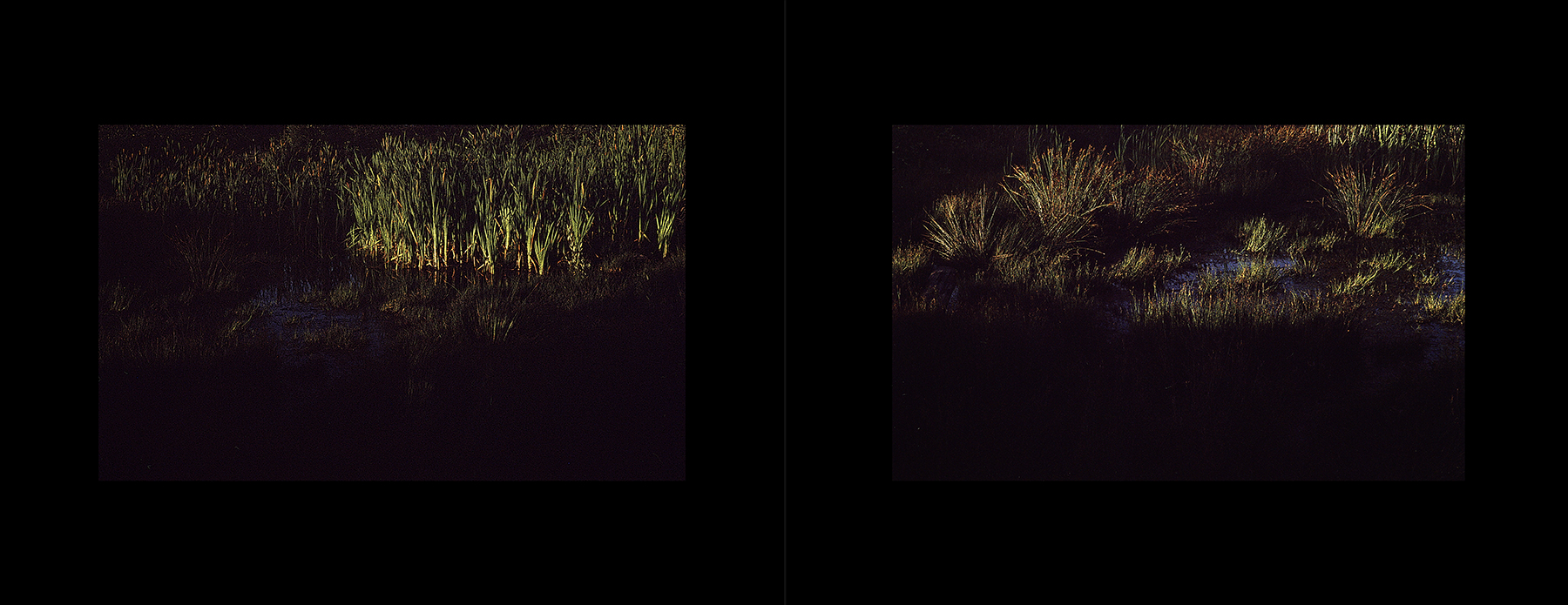 photos from Showers of Midnight Stardust [92]