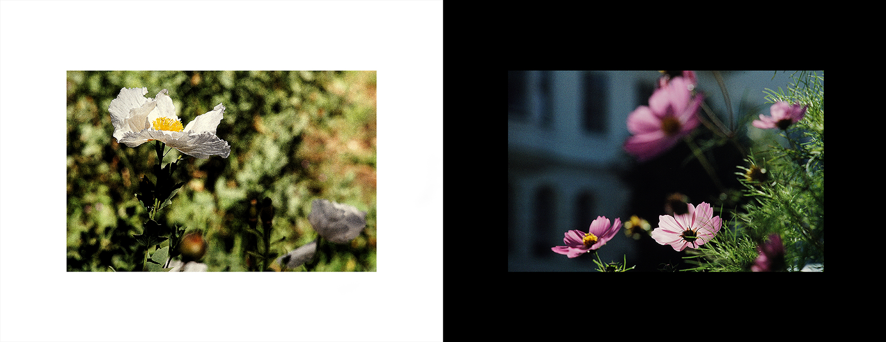 photos from Showers of Midnight Stardust [92]