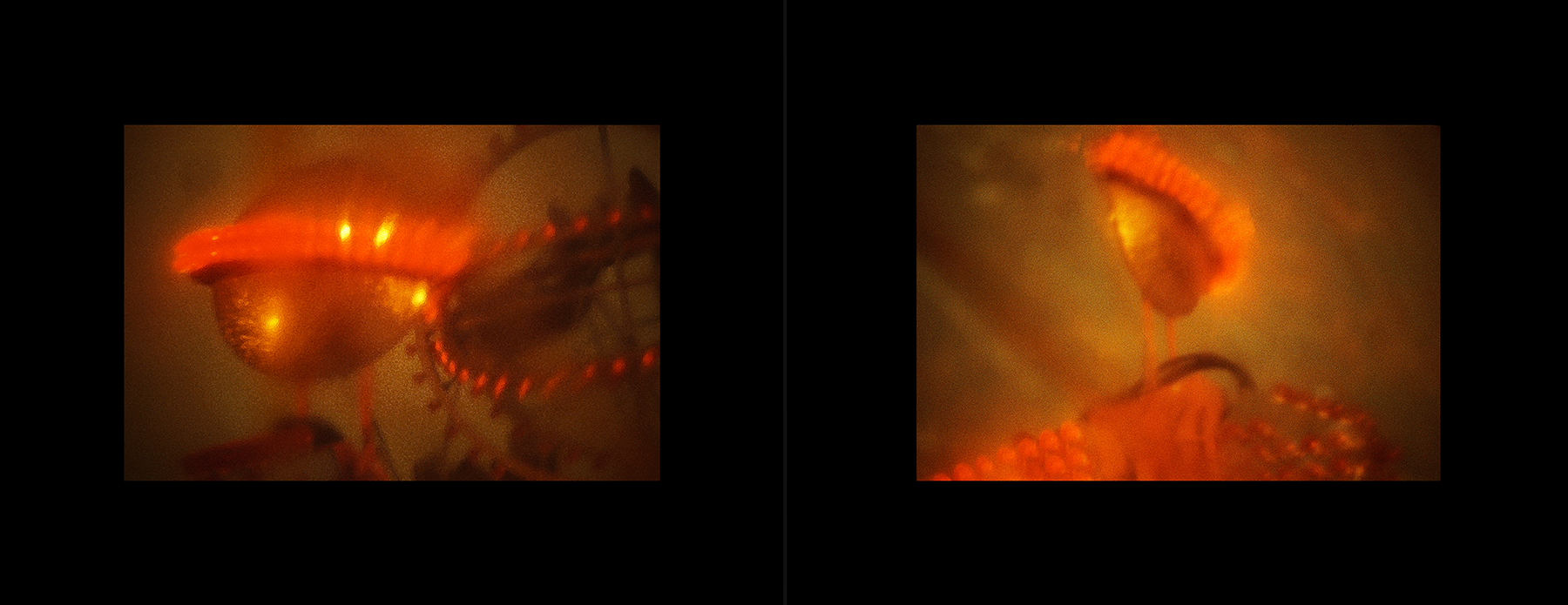 photos from Showers of Midnight Stardust [93]