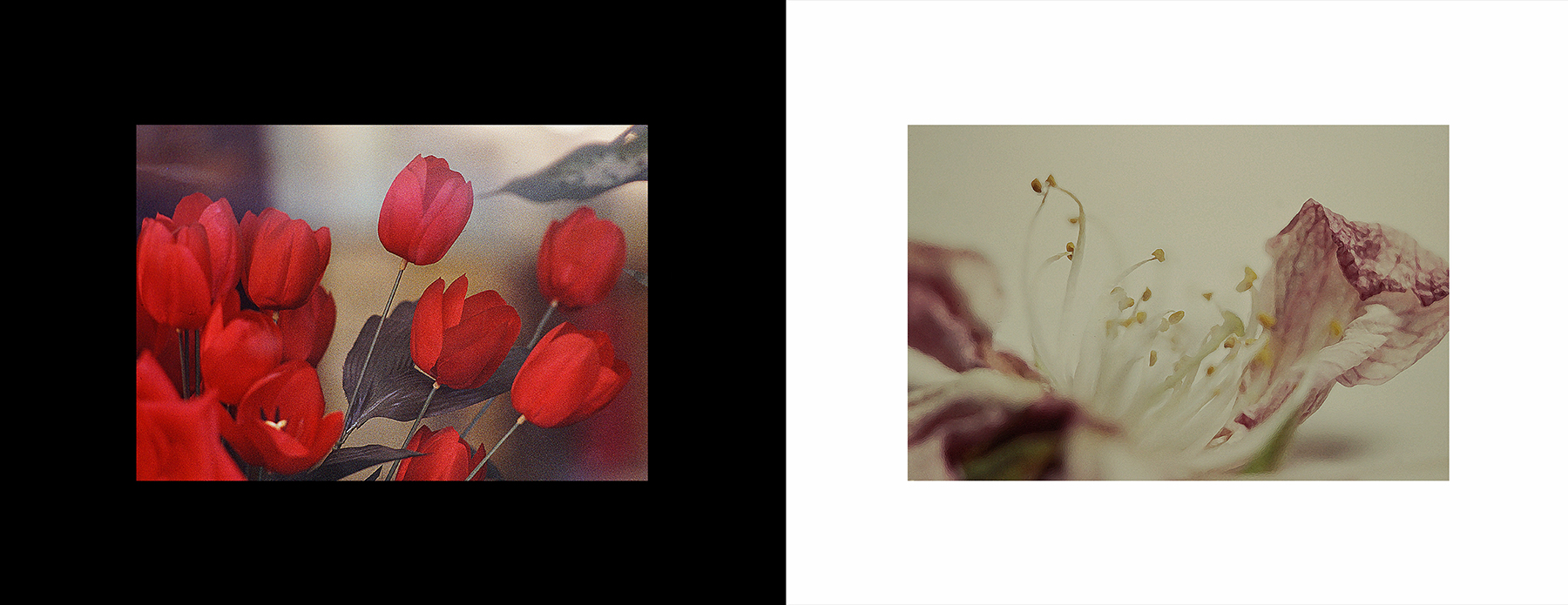 photos from Showers of Midnight Stardust [93]