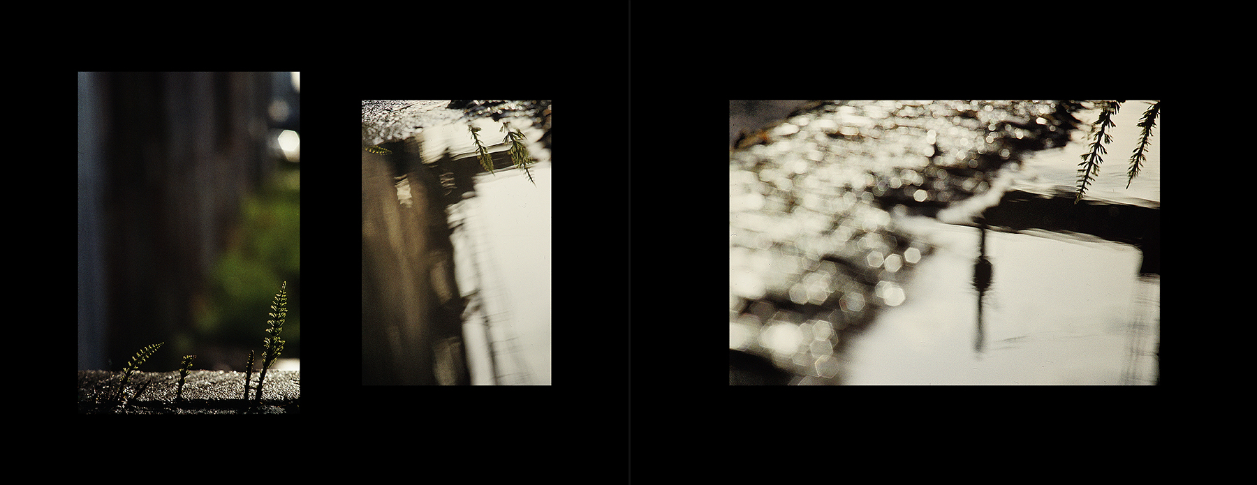 photos from Showers of Midnight Stardust [93]