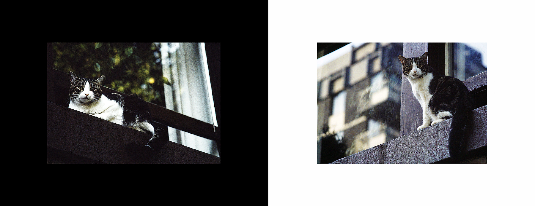 photos from Showers of Midnight Stardust [94]