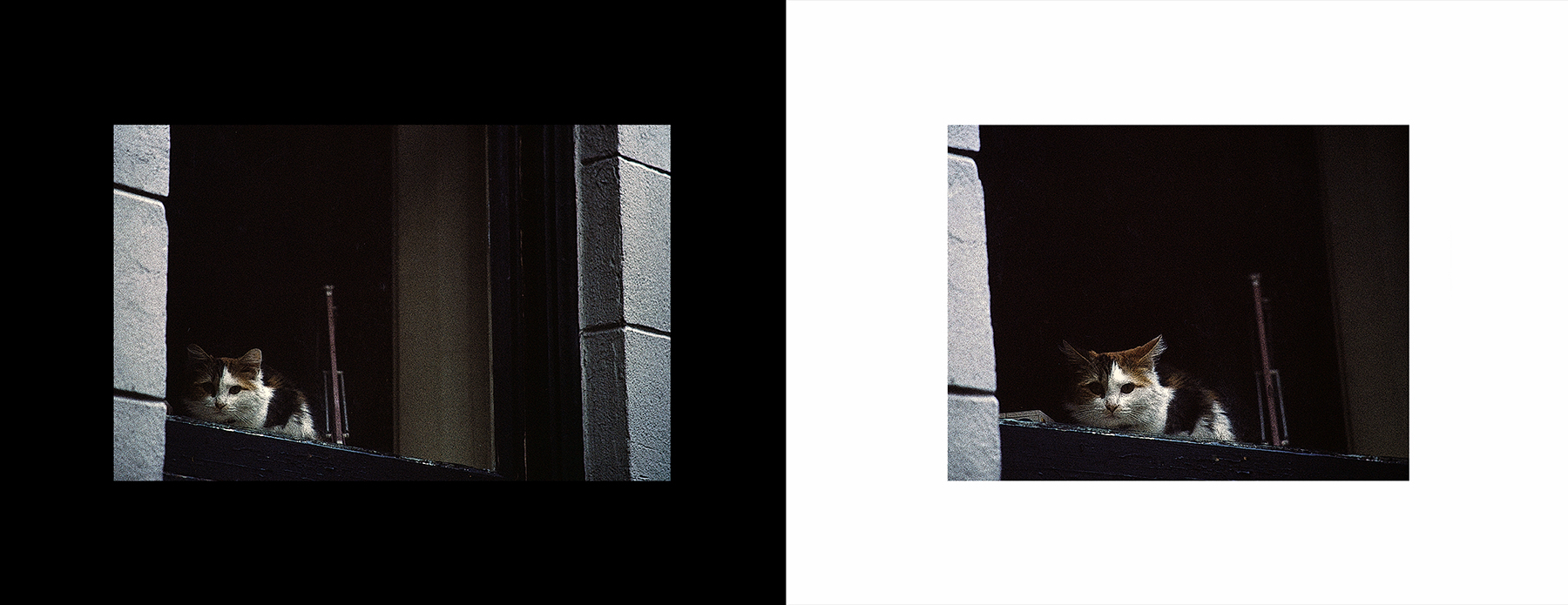 photos from Showers of Midnight Stardust [94]