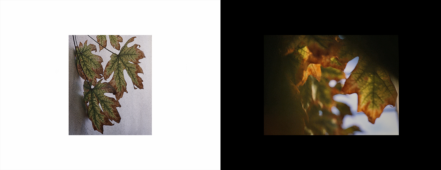 photos from Showers of Midnight Stardust [94]