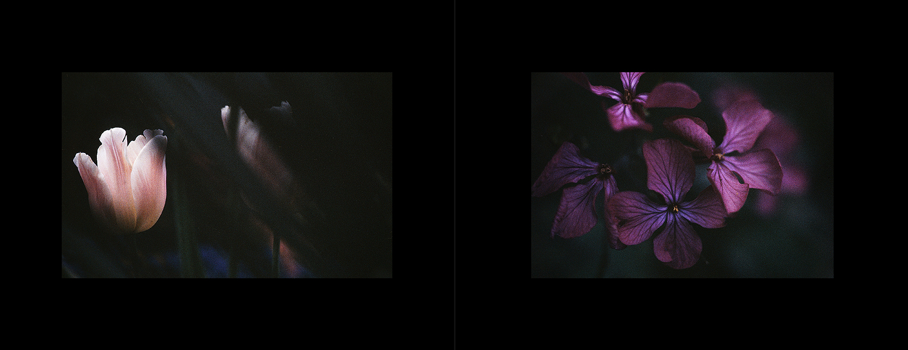 photos from Showers of Midnight Stardust [94]