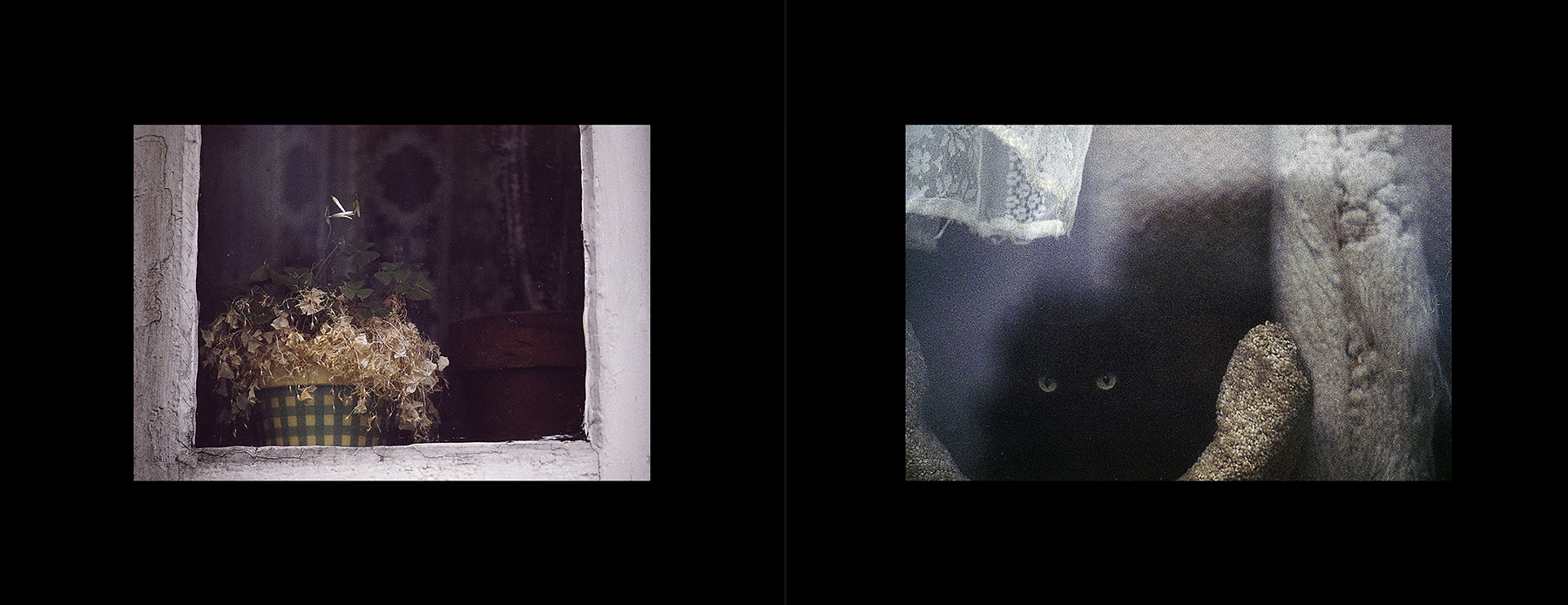 photos from Showers of Midnight Stardust [95]