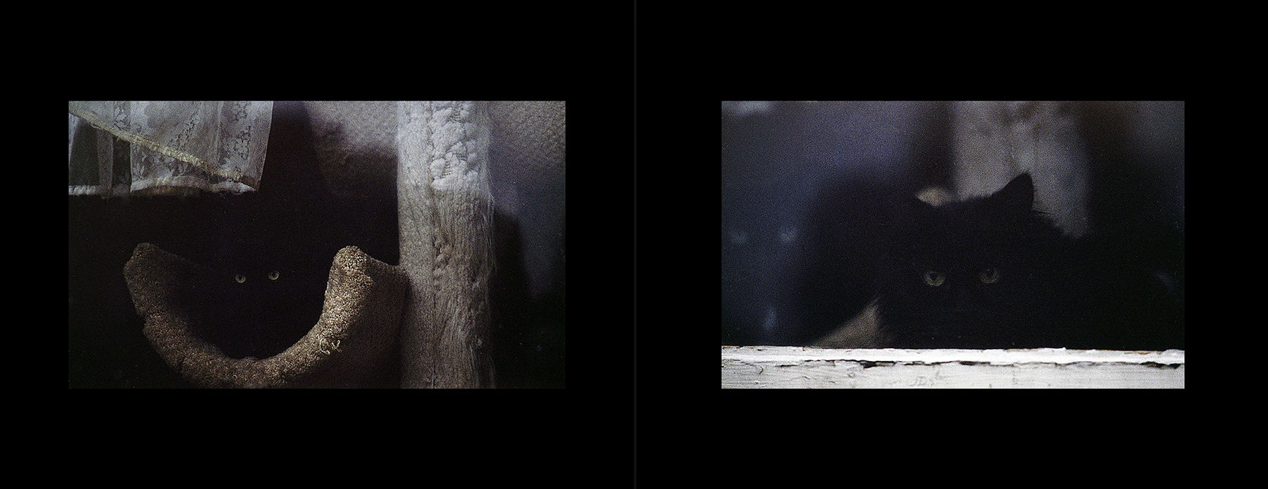 photos from Showers of Midnight Stardust [95]