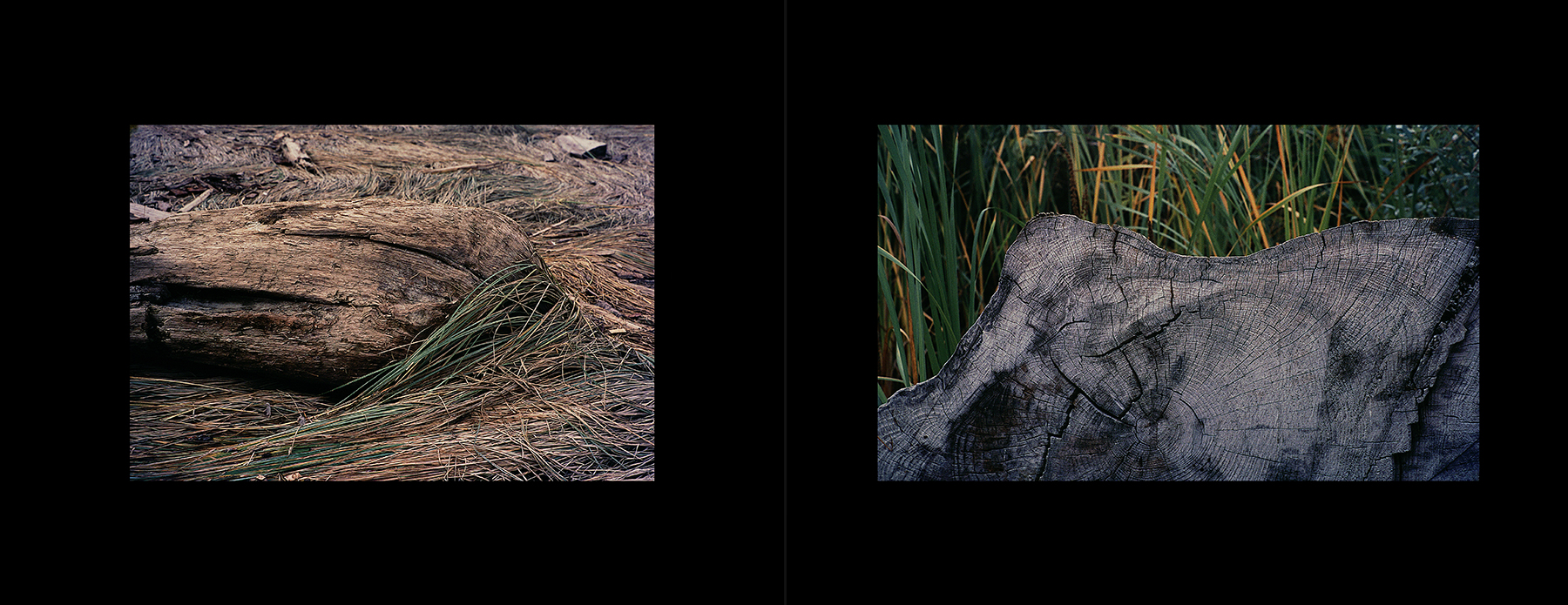 photos from Showers of Midnight Stardust [96]