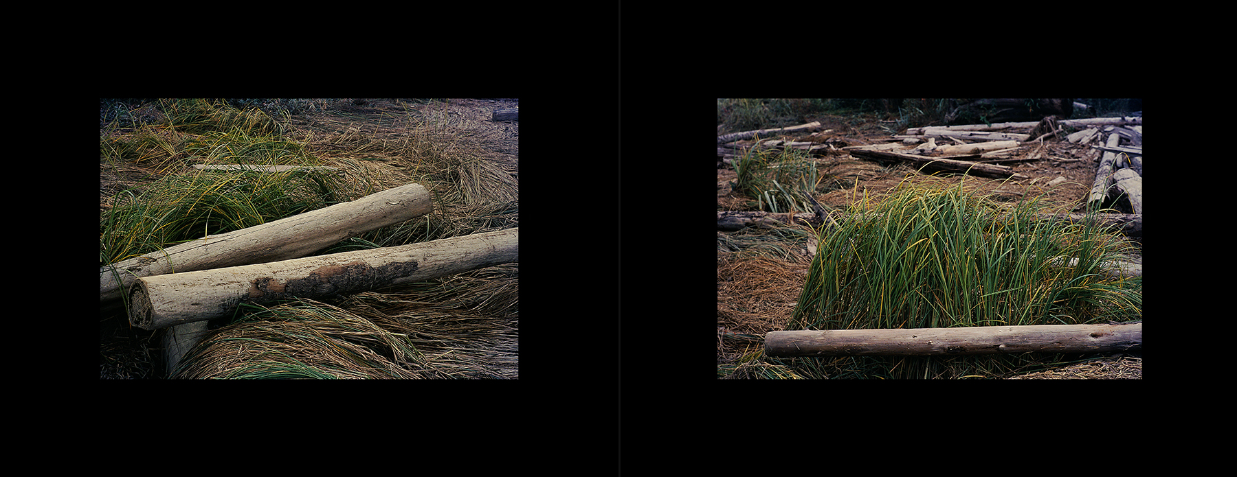 photos from Showers of Midnight Stardust [96]