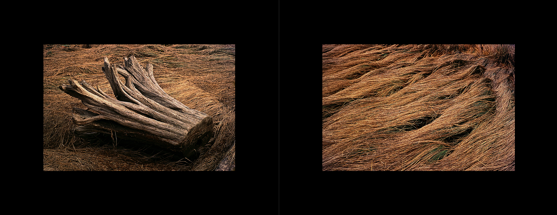 photos from Showers of Midnight Stardust [96]