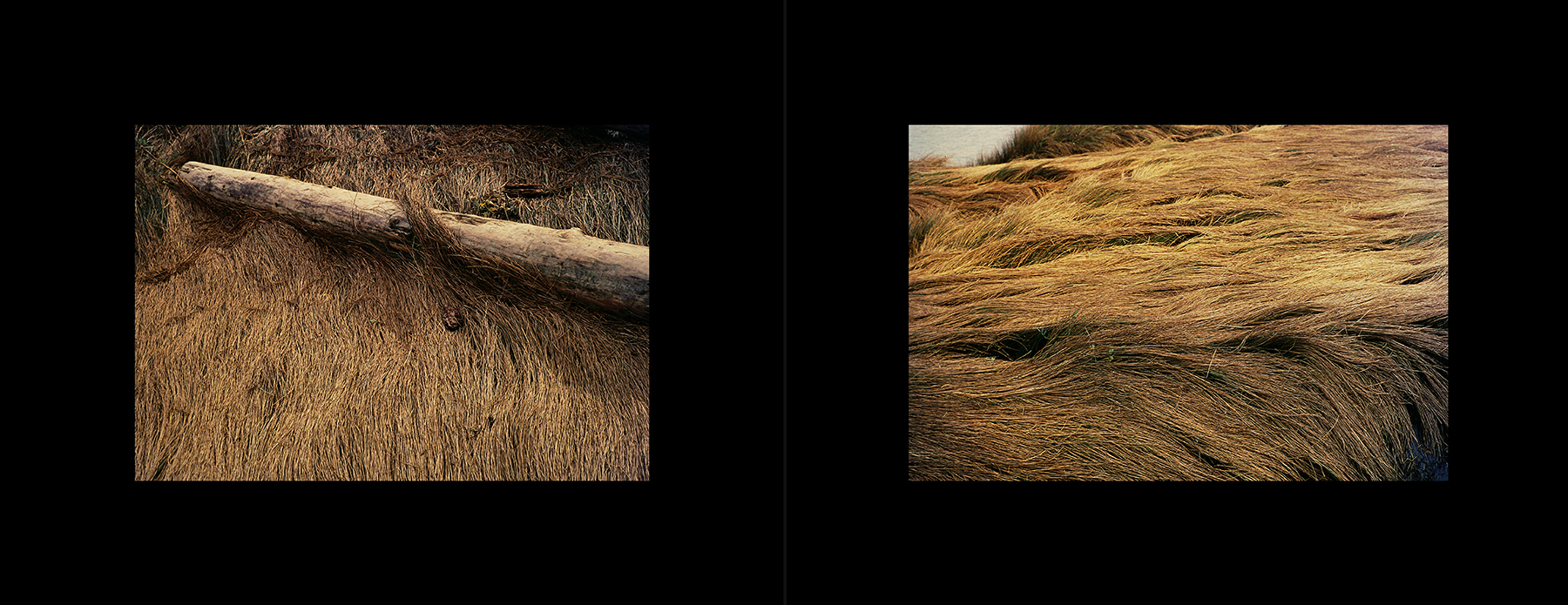 photos from Showers of Midnight Stardust [96]