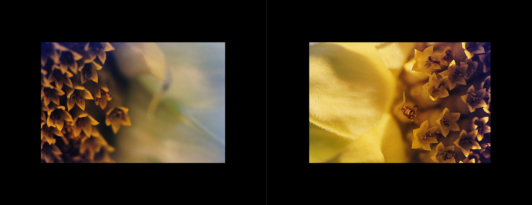 photos from Showers of Midnight Stardust [96]