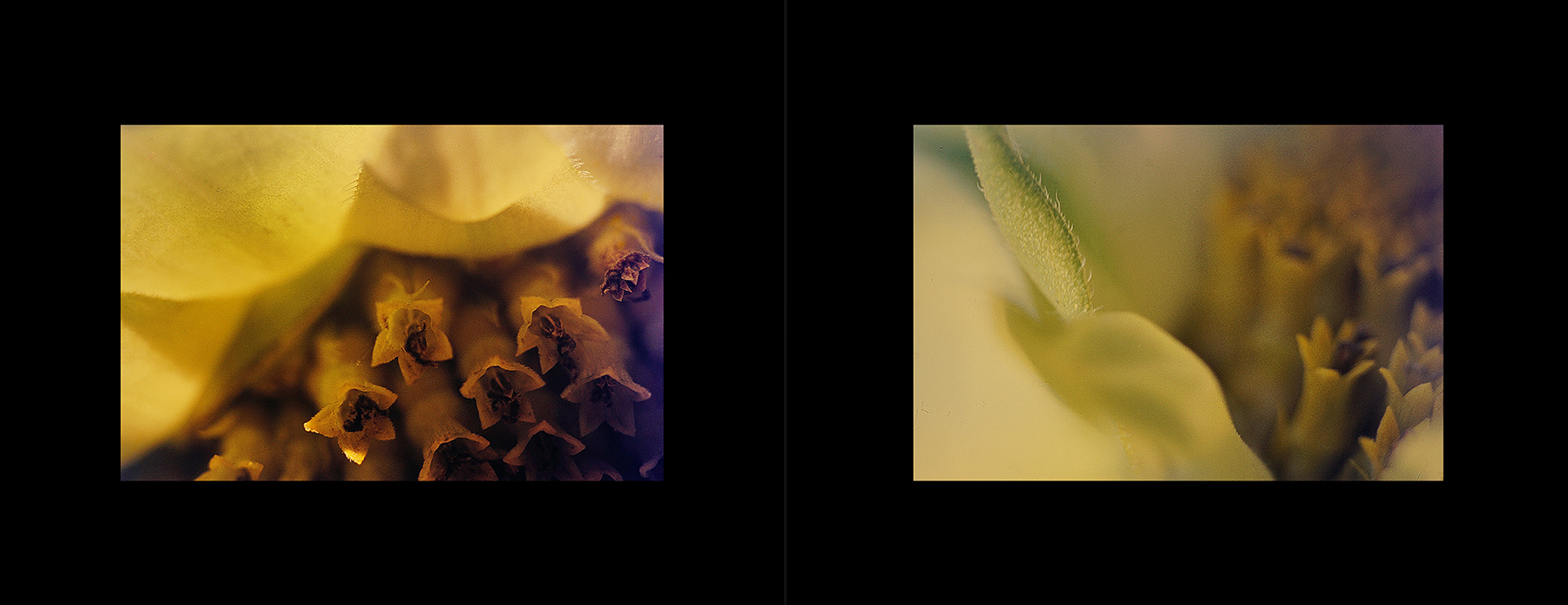 photos from Showers of Midnight Stardust [96]