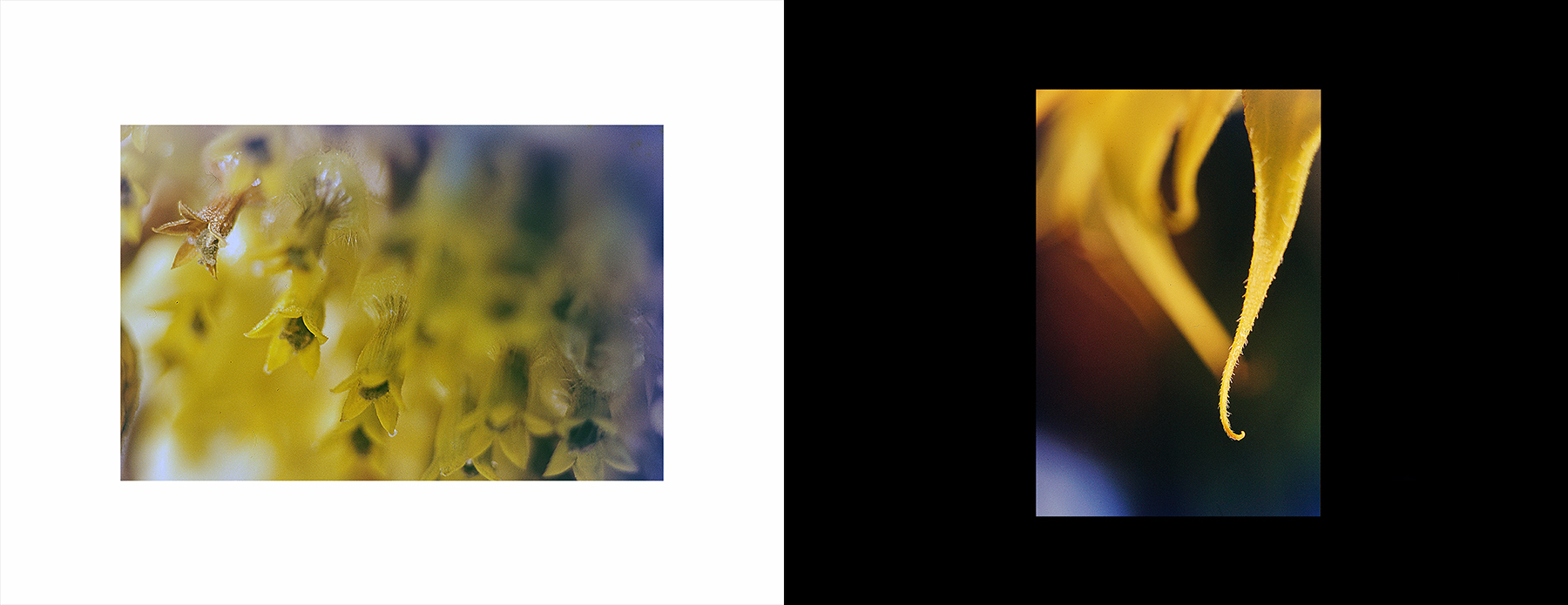 photos from Showers of Midnight Stardust [96]