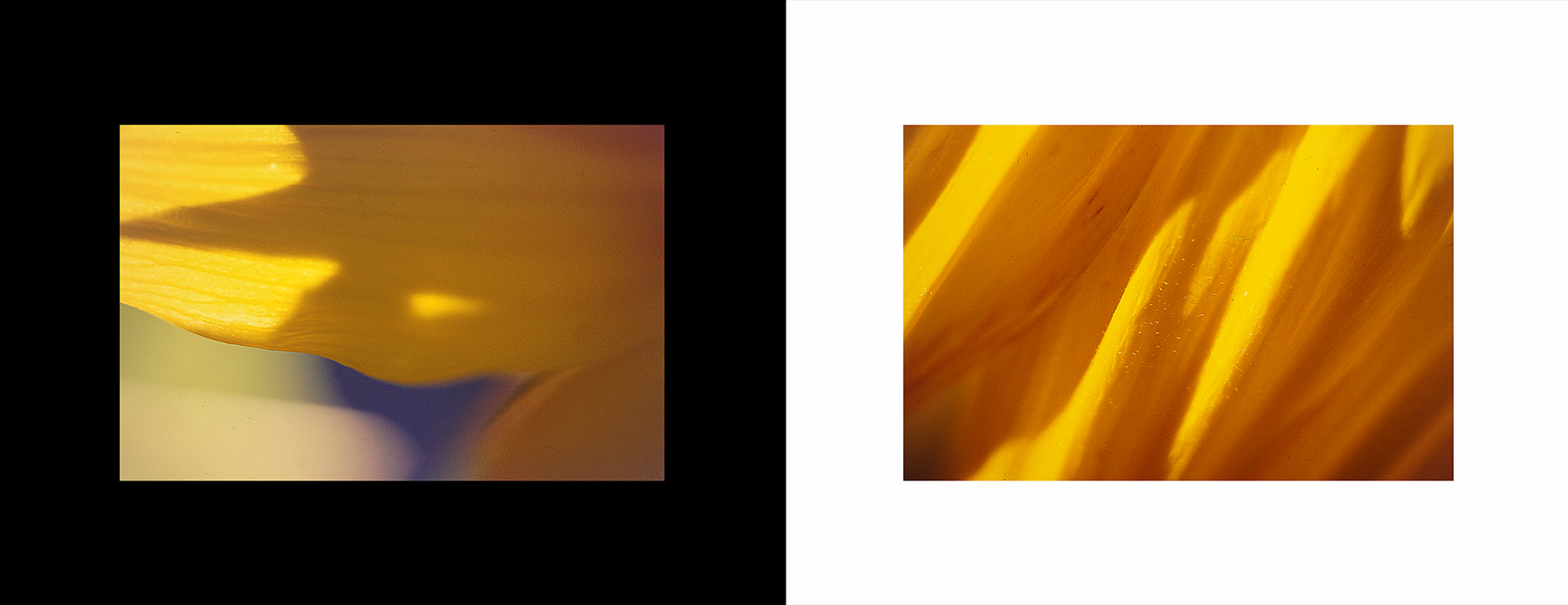 photos from Showers of Midnight Stardust [96]