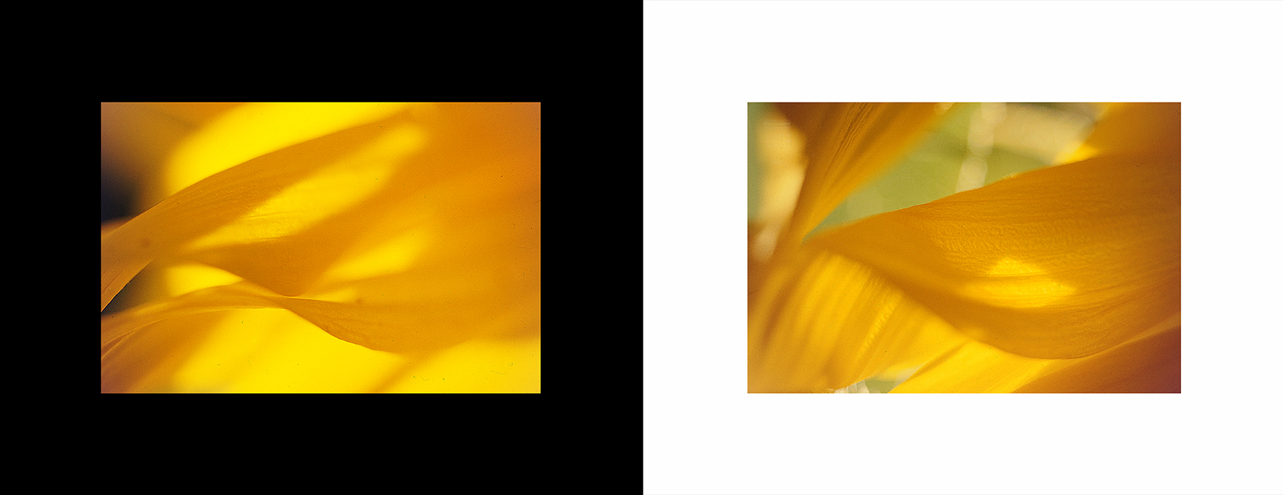 photos from Showers of Midnight Stardust [96]