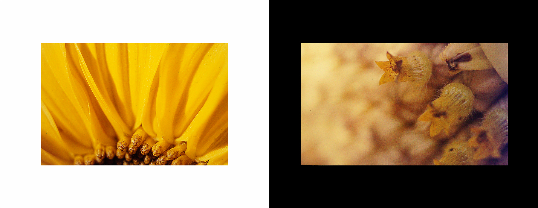 photos from Showers of Midnight Stardust [96]