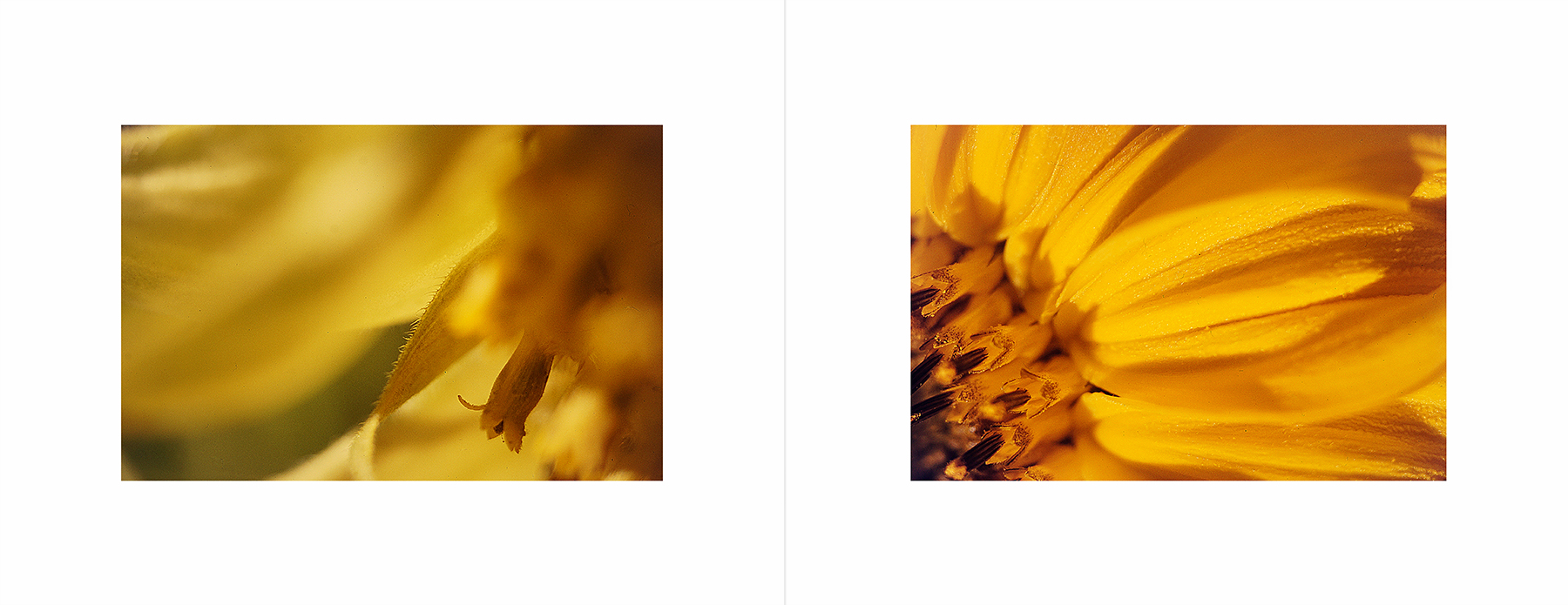 photos from Showers of Midnight Stardust [96]